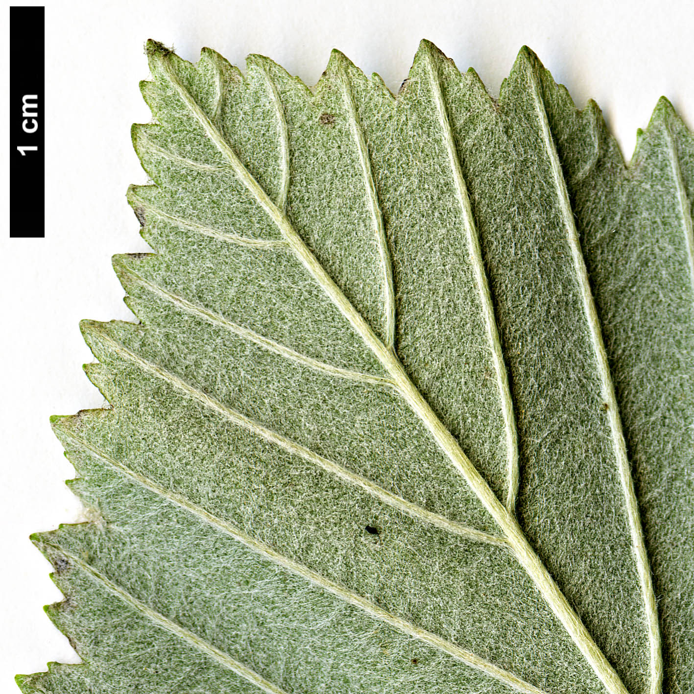 High resolution image: Family: Rosaceae - Genus: Sorbus - Taxon: hibernica